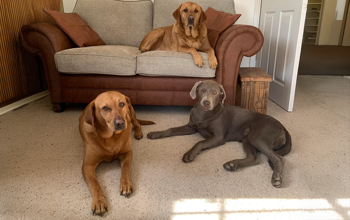 Lab Rescued Dogs Labrador Lifeline