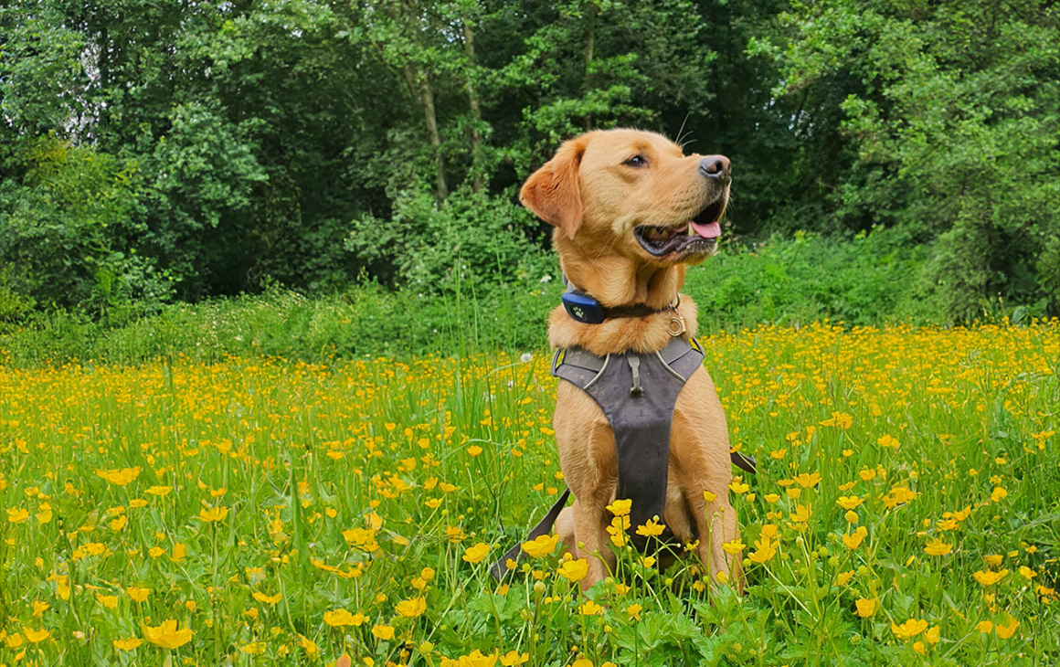Labrador Lifeline
