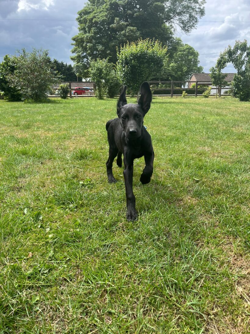 Finn