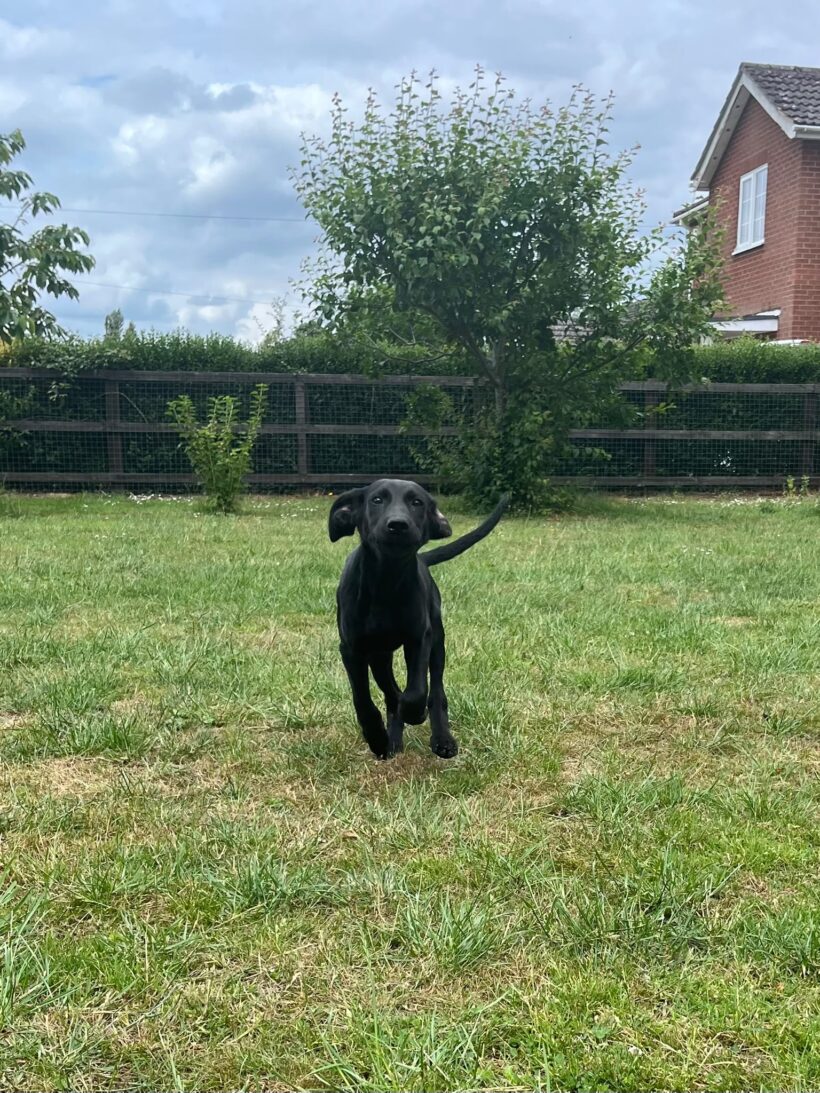Finn
