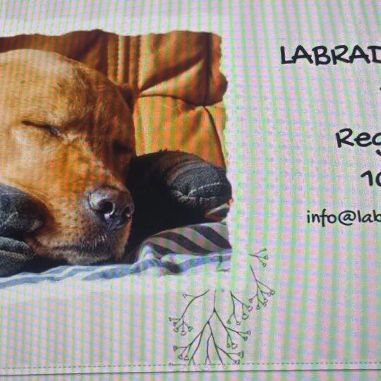 LLT Desk Calendar  2027